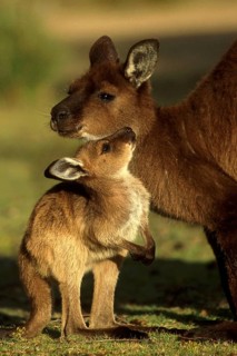 Western Grey Giant Kangaroo