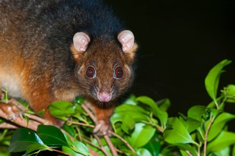 Common ringtail possum