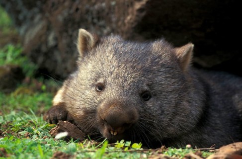 Naked-nosed wombat