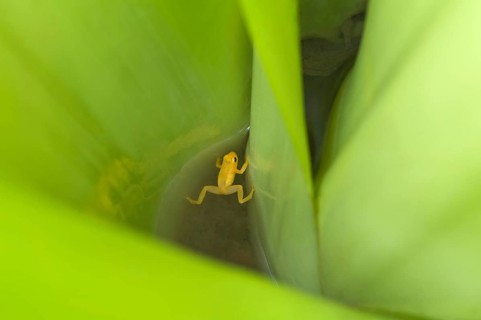 Golden poison dart frog