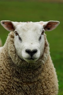 Domestic Sheep