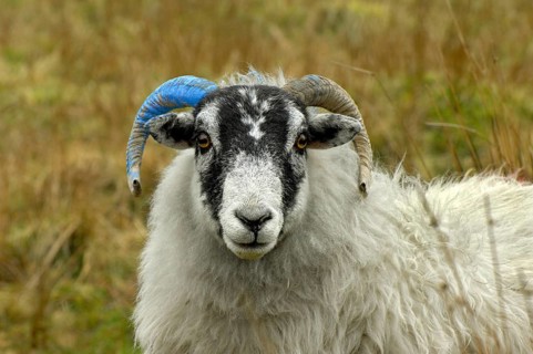 Domestic sheep