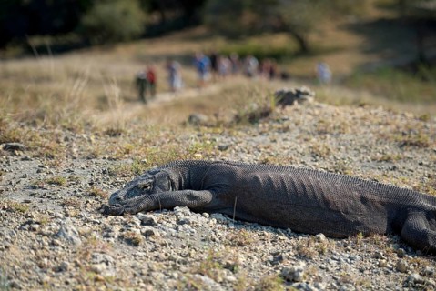 Adult komodo dragon