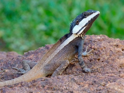 Northern water dragon