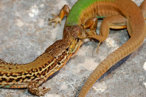 Adriatic Wall Lizard