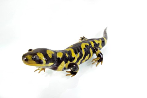 Barred Tiger Salamander