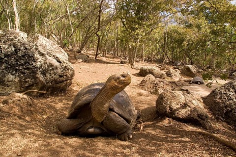 Testudo elephantopus
