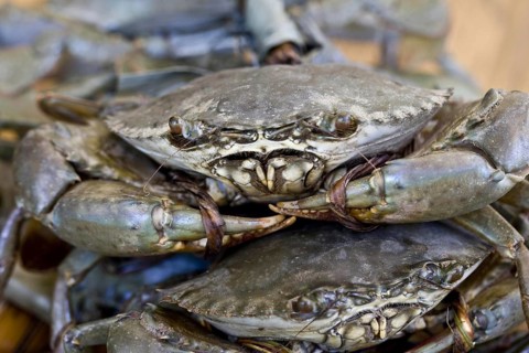 Mangrove crab