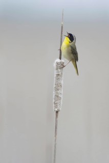 Common Yellowthroat