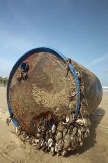 Barnacle