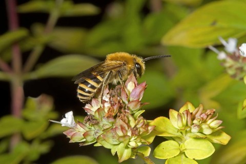 Ivy bee