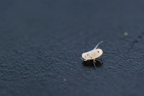 Common Bedbug
