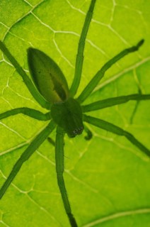 Green huntsman spiders