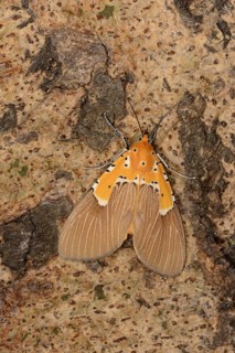 Aganais owlet moth