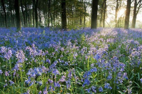 Bluebell