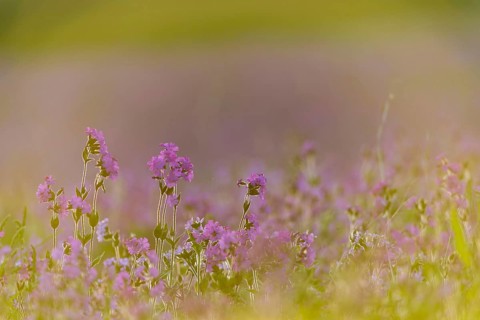 Red campion