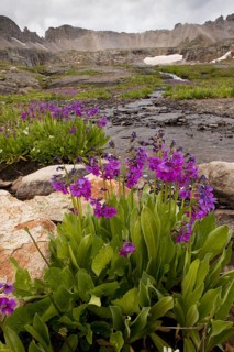 Parry's Primrose
