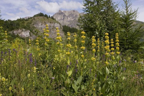 Flowering great yellow gentian