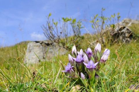 Dolomitian Gentian
