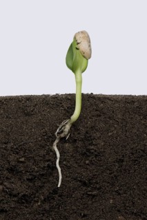 Sunflower seedling with cotyledons expanding but still enclosed by the seed coat or pericarp