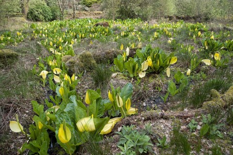Lysichitum western skunk cabbage