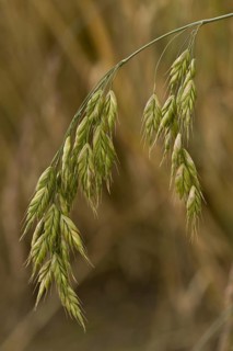 Rye brome