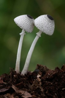 Skullcap Dapperling