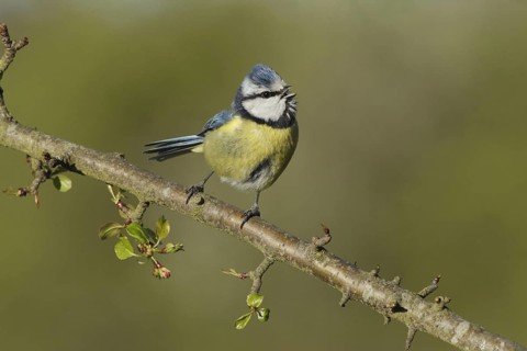 Blue Tit