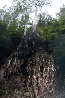 Mangrove