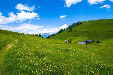 Flower meadow on the Postalm in the Salzkammergut