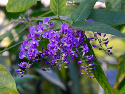Purple purple coral pea