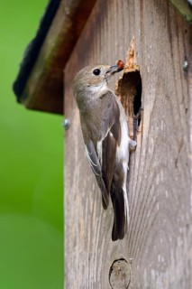 European pied flycatcher