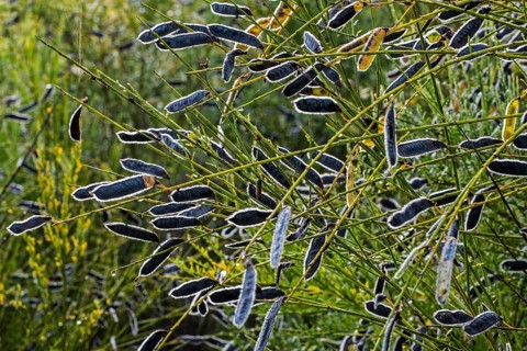 Common broom
