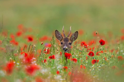 Roe deer