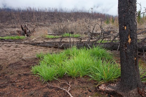New grass sprouts growing on scorched earth between charred logs after a forest fire