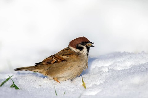 Eurasian tree sparrow