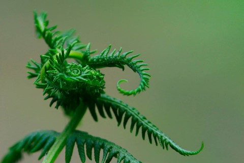 Worm fern