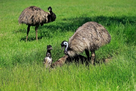 Emu