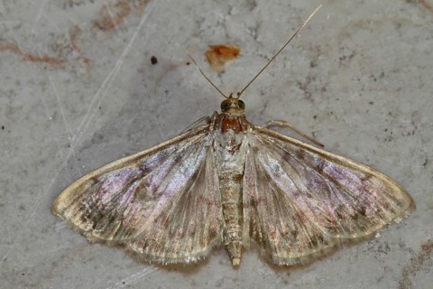 Nettle borer