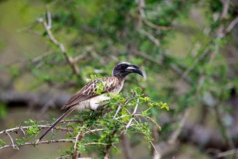 Grey Hornbill