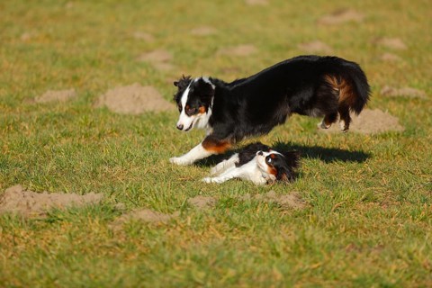 Australian Shepherd