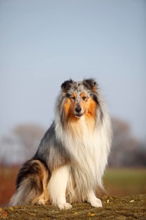 Scottish shepherd dog