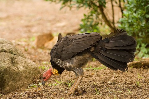 Big-footed chicken