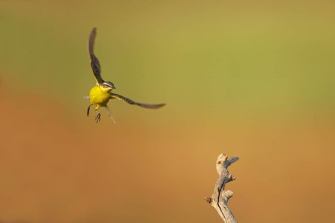 Blue-headed wagtail