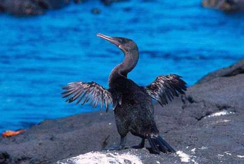 Flightless Cormorant