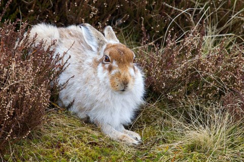 Mountain Hare
