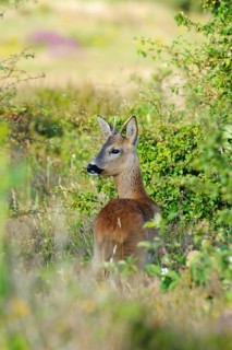 Western european roe deer