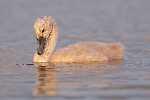 Mute Swan