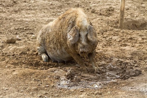 Mangalitsa pig wallows in the mud