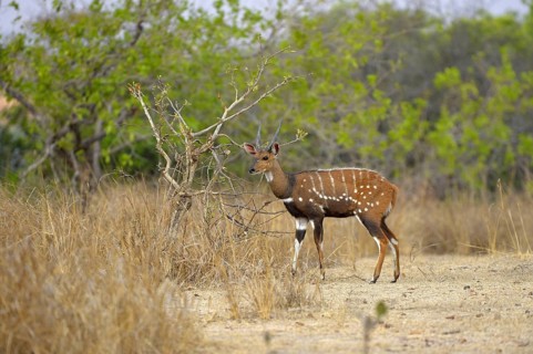 Southern Bushbuck